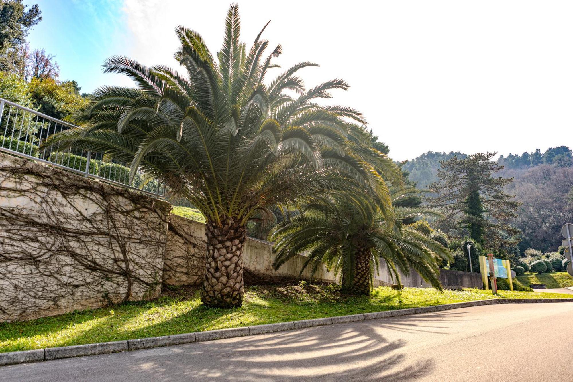 Villa Yadranka With Sea View Strunjan Exterior foto